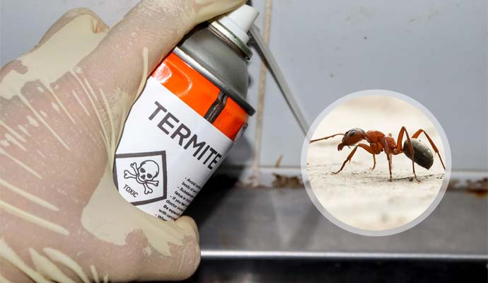 Ant control service in Dhaka