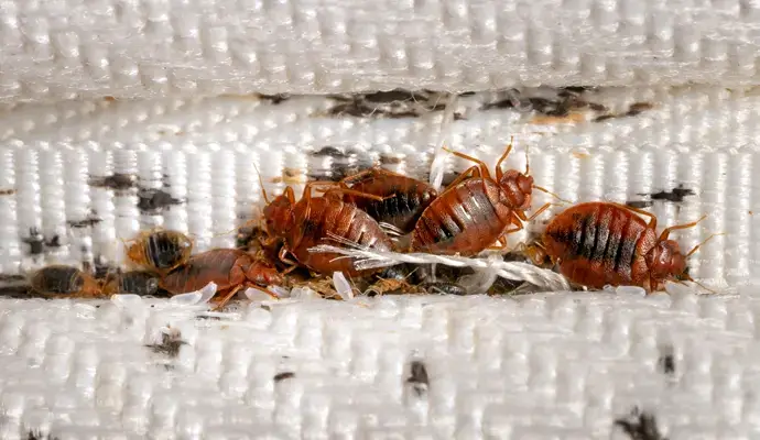 Bed Bugs