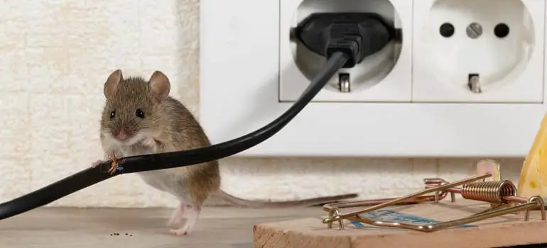 Rodent prevention tips for homes in Bangladesh